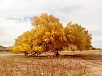 Fall Cottonwood Near Chinle, Arizona 