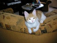 Cat-Zrzka