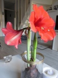Amaryllis in a vase on my coffee table.
