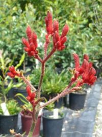 Anigozanthus 'Red' 