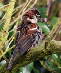 Hungover sparrow