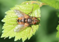 Tachina Fera Fly (woeste sluipvlieg)
