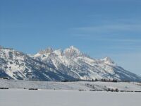 Teton cattle