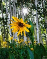 Flowers amongst Aspens
