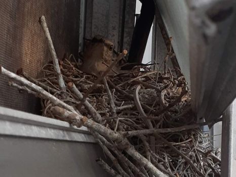 Mockingbird Nest 2