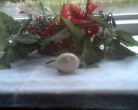 Wood Duck egg