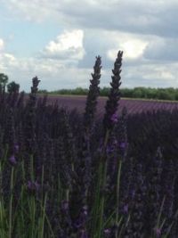 Lavender Fields