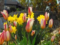 Tulips and Daffodils