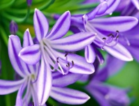 African Lily