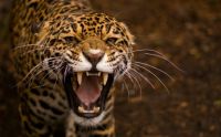 jaguar-hd-wallpaper