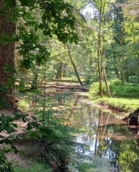 New Forest National Park, Hampshire