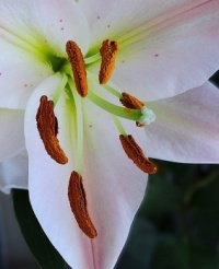 stigma and anthers
