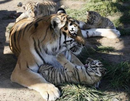 tiger and three cubs... 2nd pic