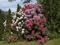 Rhododendron in Maine