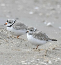 Birds on Long Island,  NY