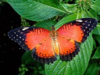 Red Lacewing Btterfly