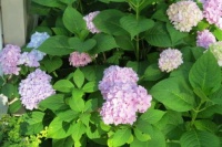 Hydrangea in June
