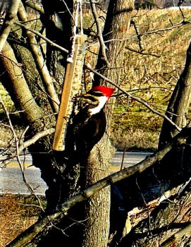Breakfast for a Pileated - #2