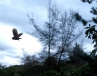 Flying Barred Owl