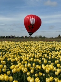 tulip balloon