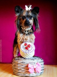 Yorkie Terrier 🎂