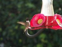 Hummer at the feeder