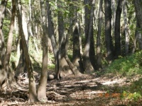 Trees in the dry slough.