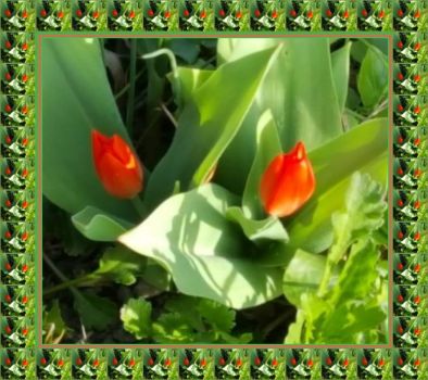 Tulipány / Tulips
