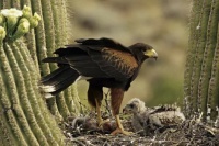 Harris Hawk and Chick