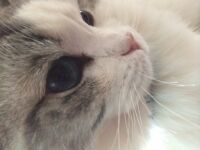kitty