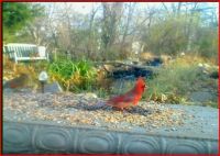 cardinals at feeder