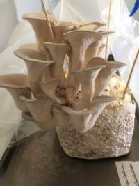 Gray Oyster Mushrooms - growing like mad!