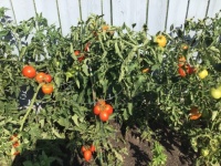 Tomatoes