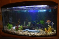 Sharky and the Angels are doing well.