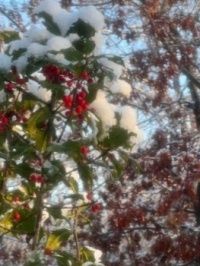 Snow on holly