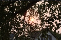 Pink sky and sun from the wildfires in 2020