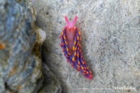 Rainbow Sea Slug