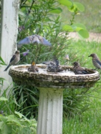 Theme: Birds  Juvenile blue birds crowded my birdbath one Spring day.