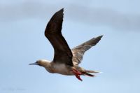 Red-Footed Booby in Flight