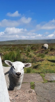 Cheeky Lamb