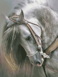 "Andalusian Horse"