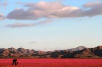 Desierto Atacama