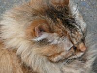 Theme - Dogs, Cats and Small Pets