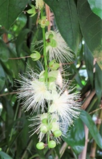 Powder-Puff Tree