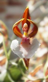 Ballerina Flower