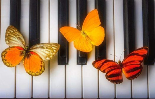 Three butterflies on Piano Keys