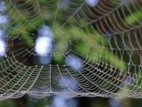 Spider Web after rain