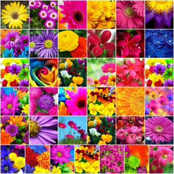 Bright Flowers Collage