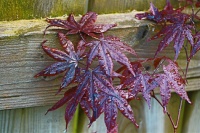 Japanese Maple  leaves after a rain 0546  (resizeable from 12 - 494 pieces)