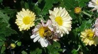 Bee and wild crysanthmums